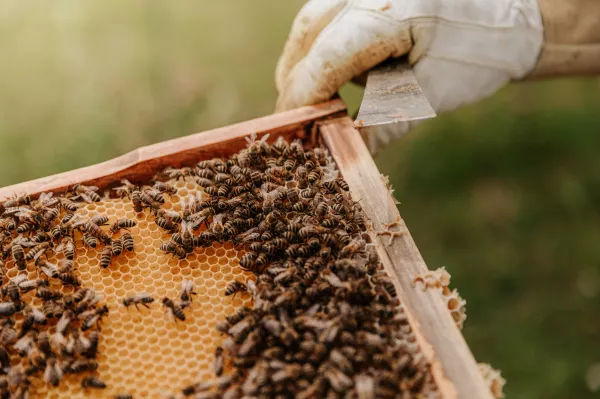 В Ульяновской области выявлены 2 интернет-страницы по продаже контрафактных лекарственных препаратов для лечения пчел